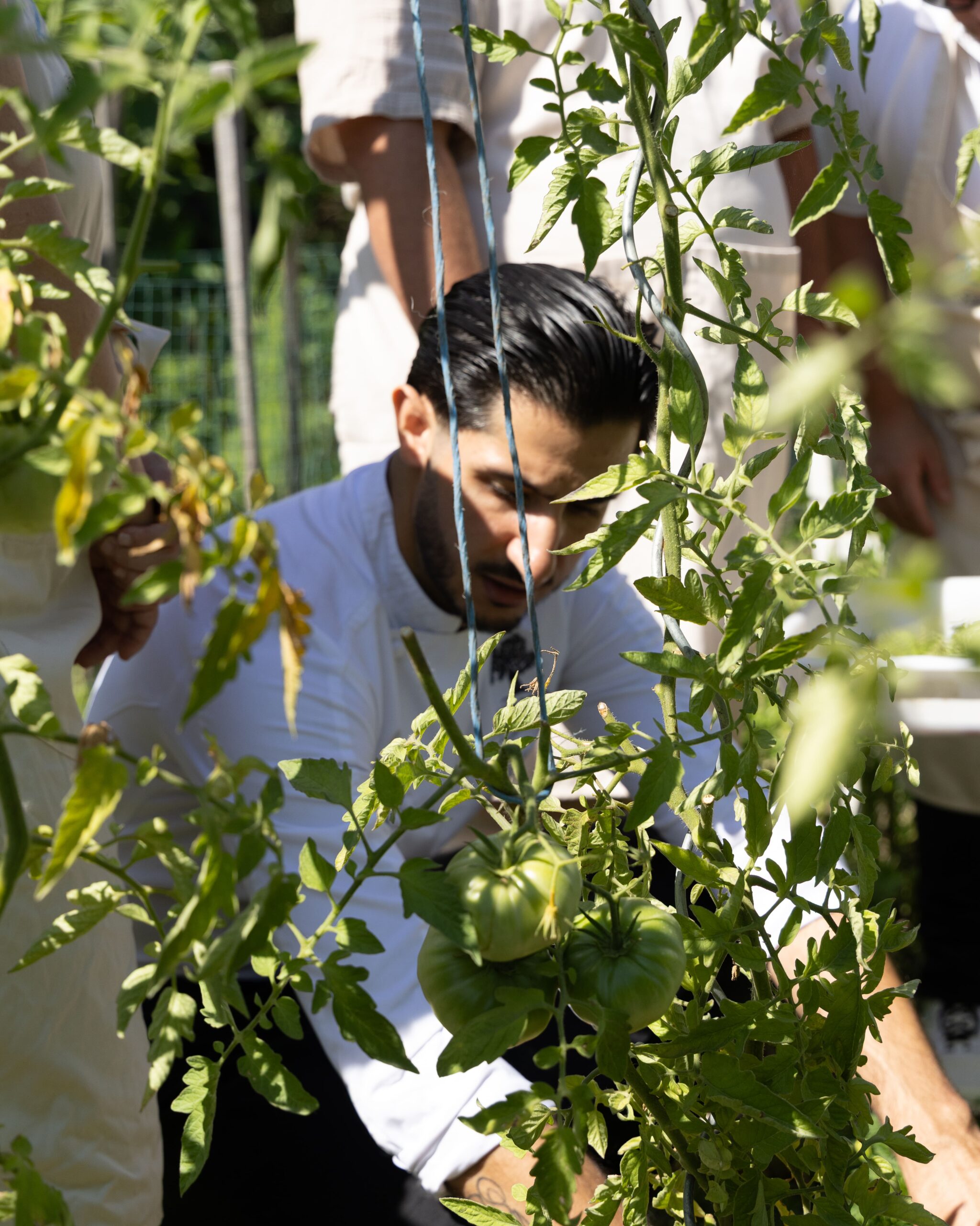 Immersions dans les cuisines de l’Olivier