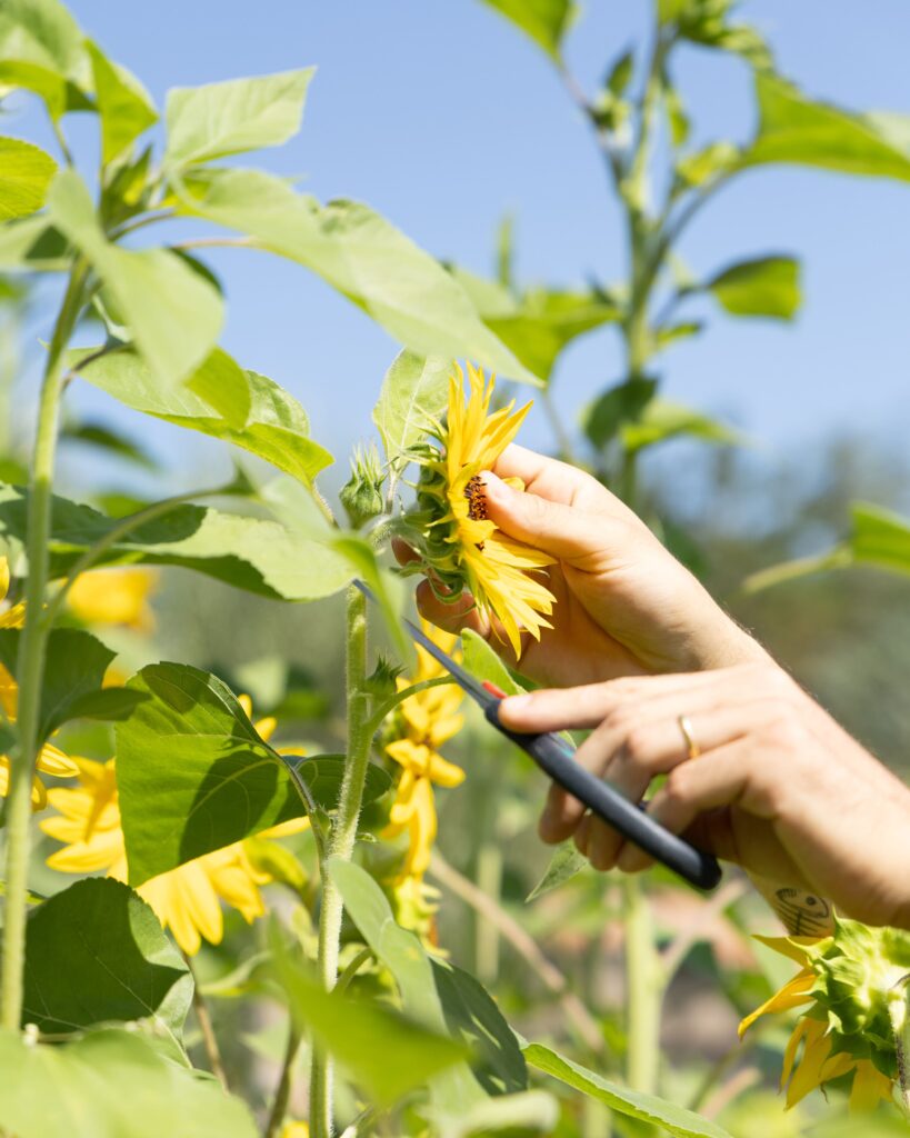 Cueillette d’un tournesol au potager