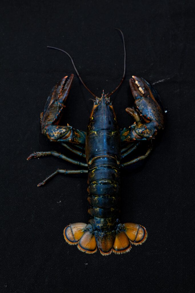 Blue lobster