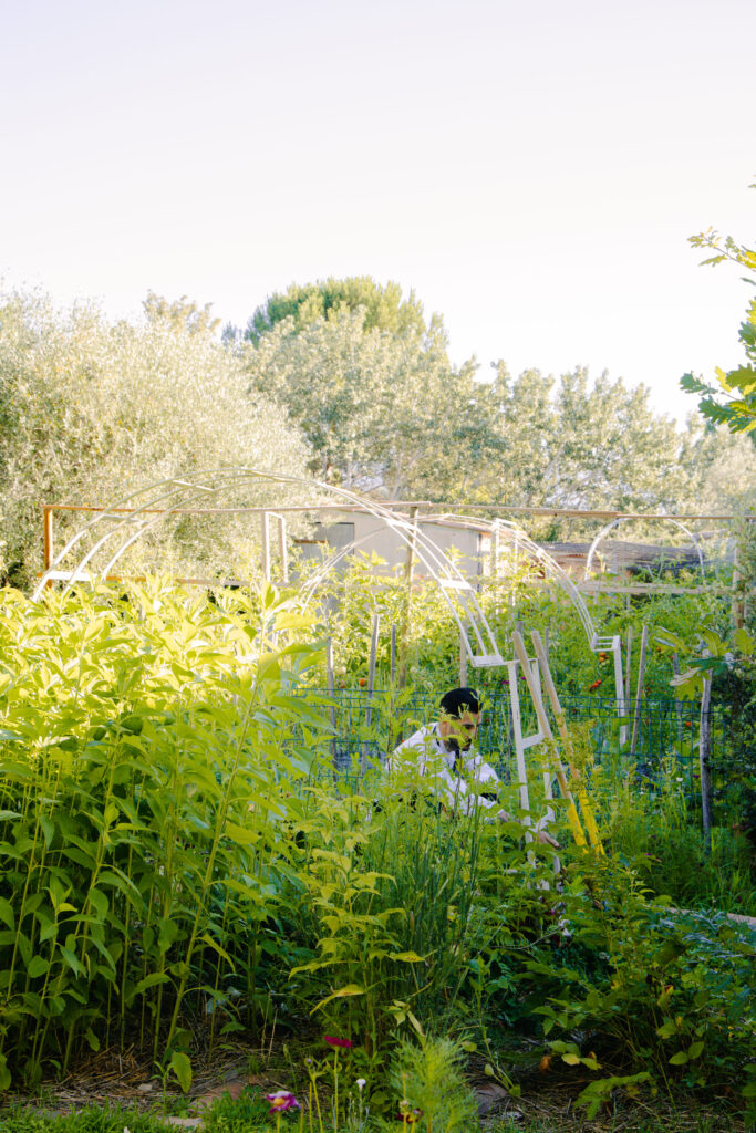 Le potager du restaurant L’Olivier