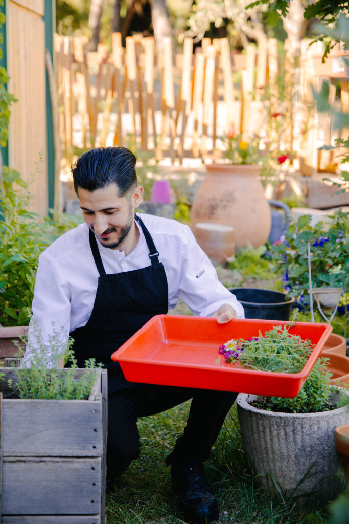 Le chef au potager, cueillette d’herbes