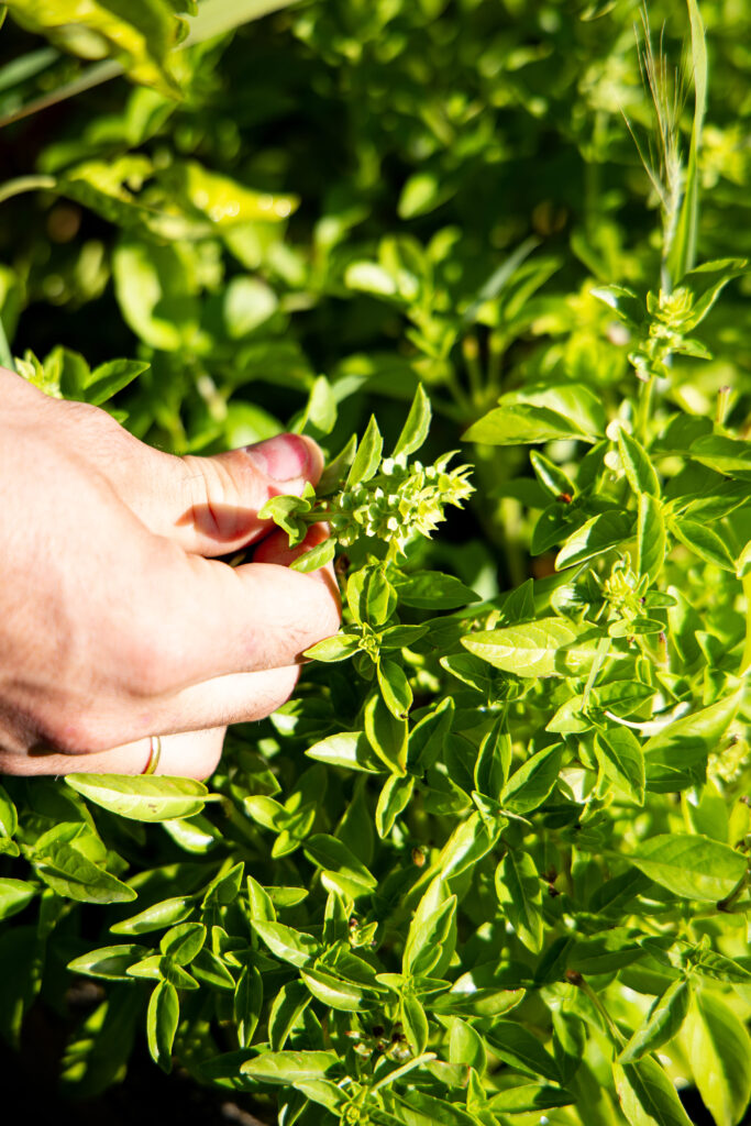 Cueillette d’herbes aromatiques